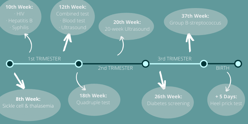 Screening tests timeline: each trimester
