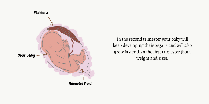 A baby inside the uterus (second trimester)