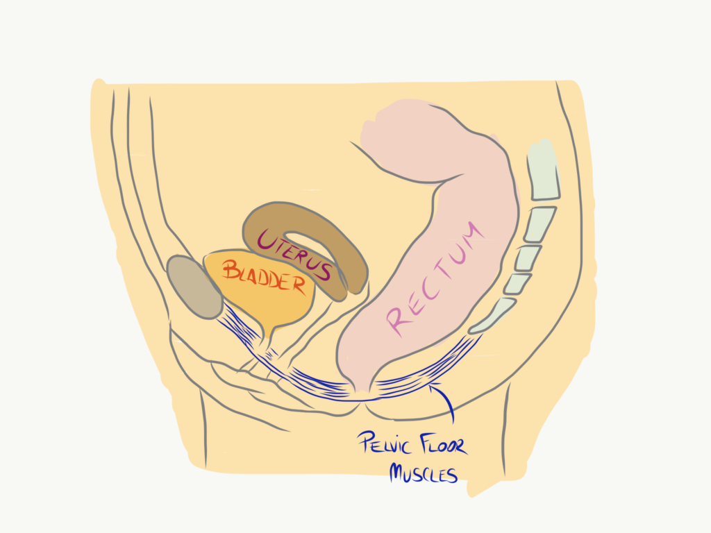 Diagram showing the pelvic floor muscles