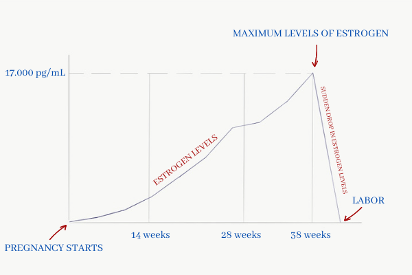 Graphic of estrogen levels during pregnancy