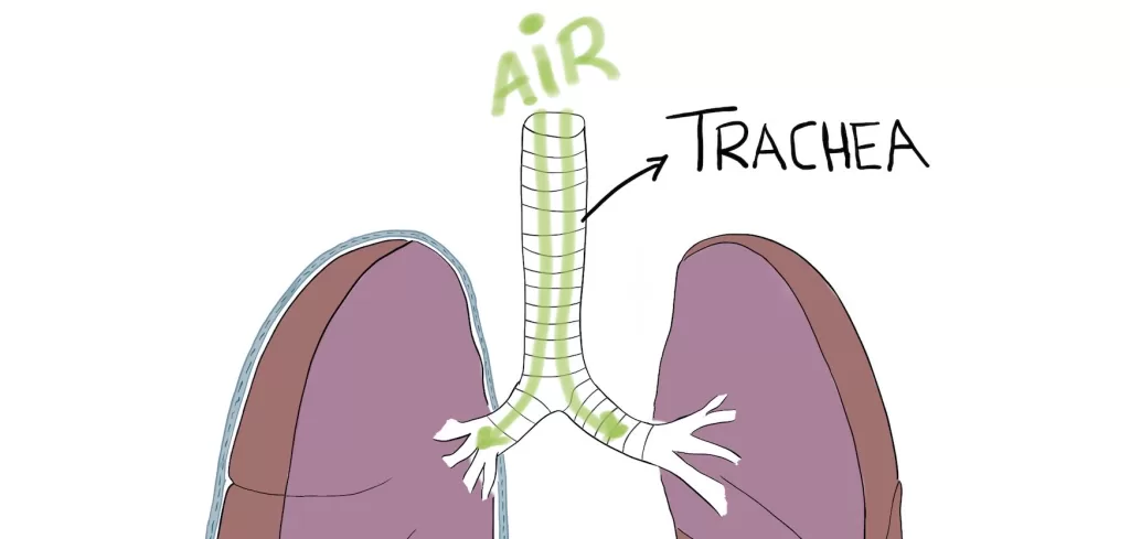 What Is The Trachea Pro Doctor   Trachea 1024x489.webp