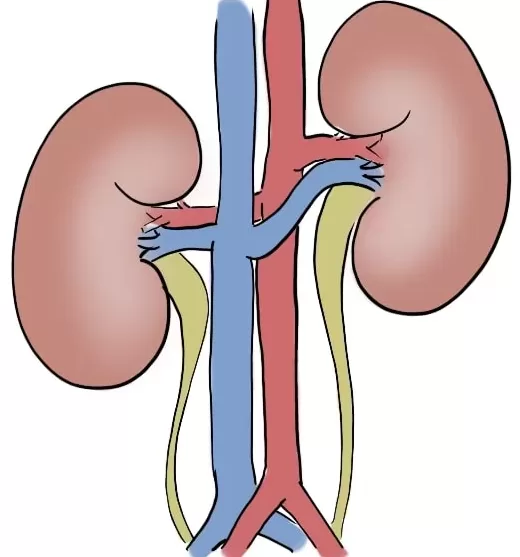 Kidneys drawing