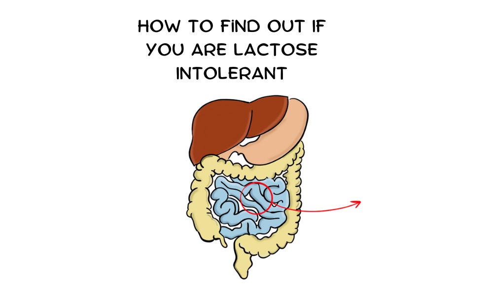 Lactose Intolerance What It Is And How To Detect It Pro Doctor   How To Find Out If You Are Lactose Intolerant 